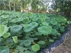 土工膜 工程防渗的核心材料与全方位解析